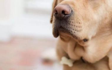 狗狗不仅能嗅出毒品、炸药，还能嗅出癌症！这是咋回事？